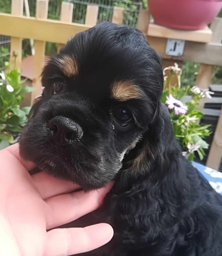 of Harricana River - Chiot disponible  - American Cocker Spaniel