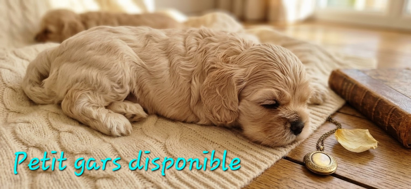 of Harricana River - Chiots disponibles - American Cocker Spaniel