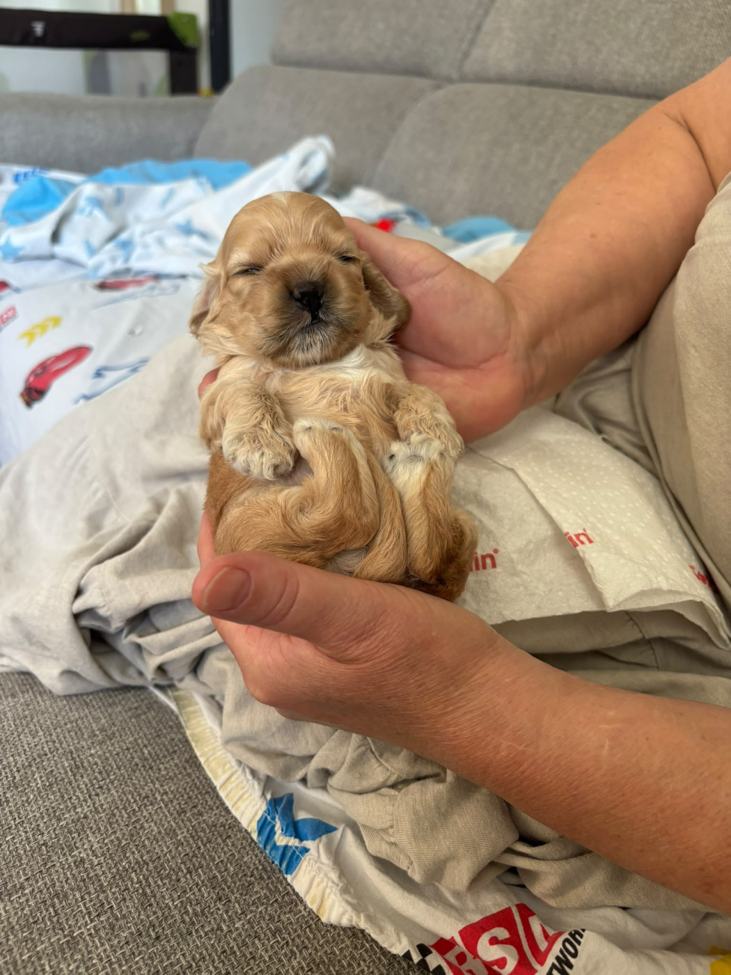 of Harricana River - Chiots disponibles - American Cocker Spaniel