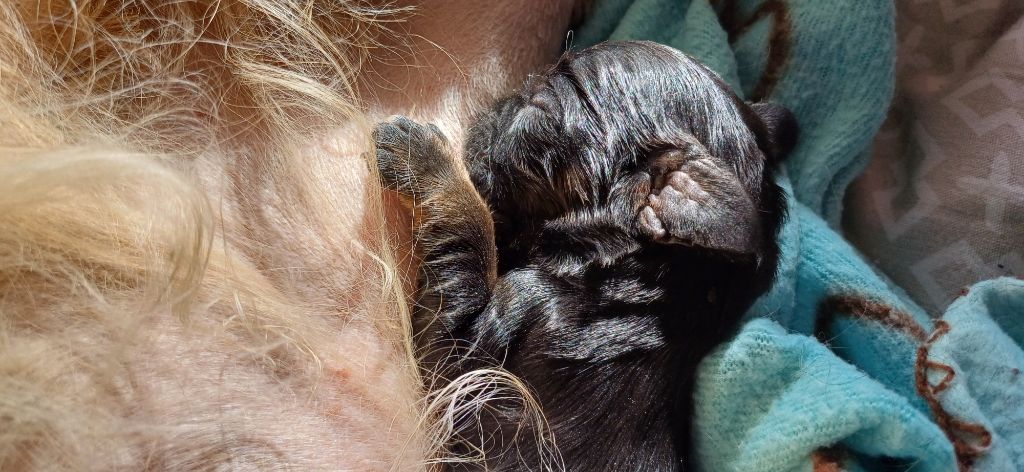 of Harricana River - Chiots disponibles - American Cocker Spaniel